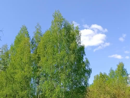 Березовая роща