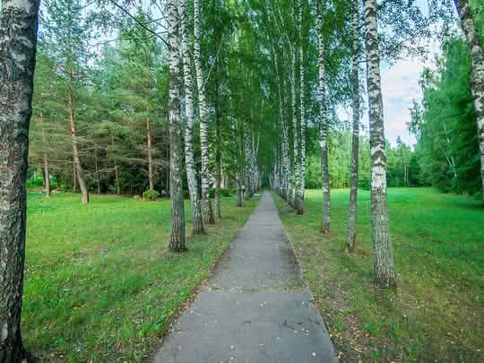 Березовая роща