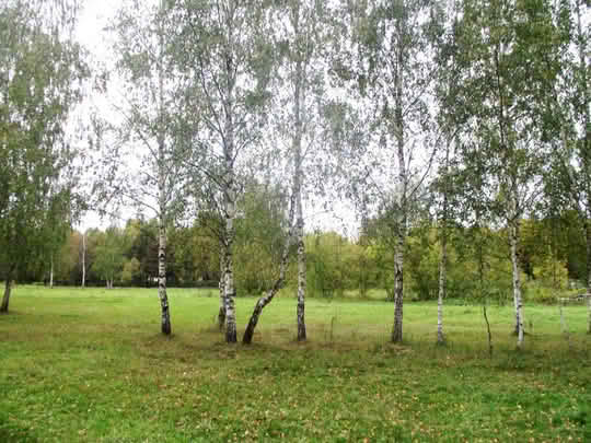 Березовая роща